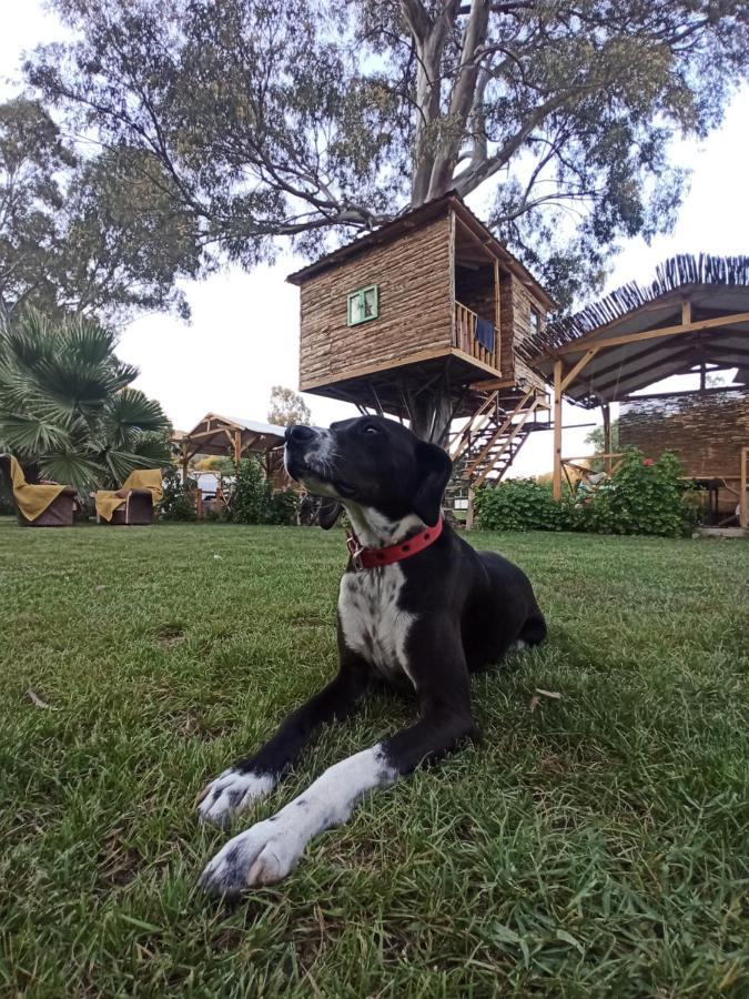 Daidala Life Bed & Breakfast เกอเจค ภายนอก รูปภาพ
